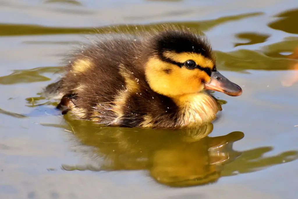 Plitsch-Platsch, Ente, Trinkspiele, Polterabend