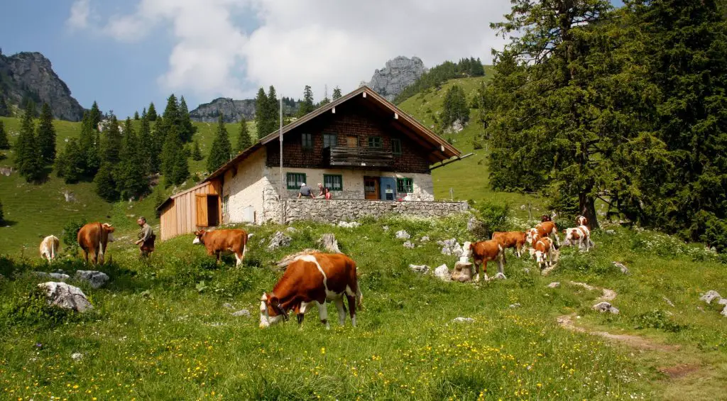 Almhütte mit Kühen