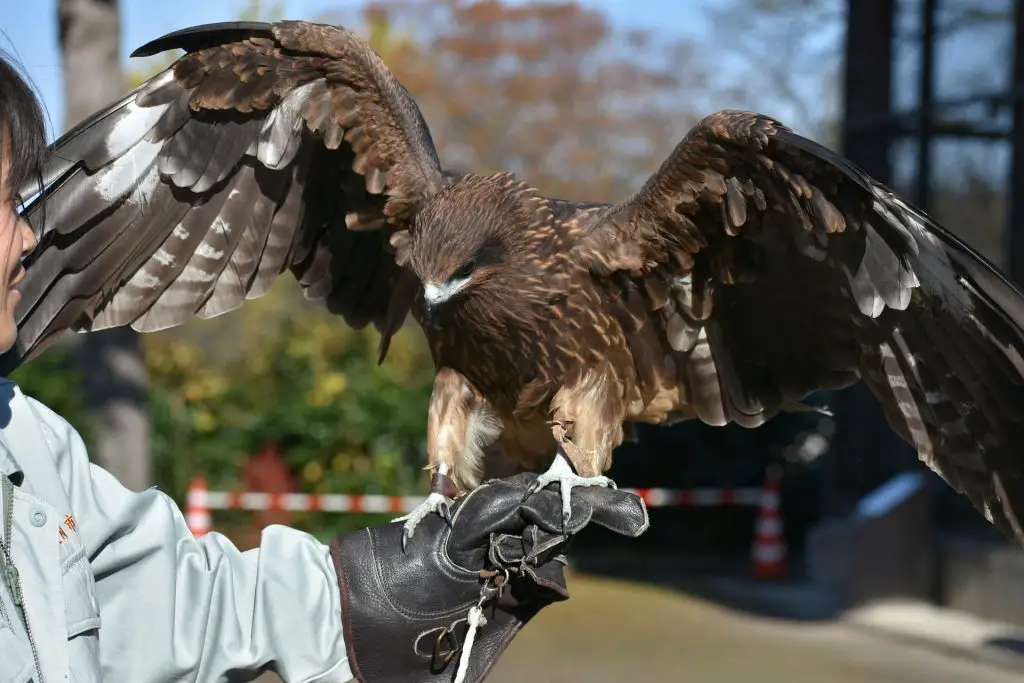 Falcon on falconry glove at falconry course for bachelor party with adrenaline