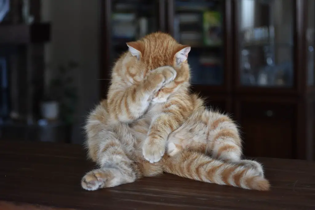 Katze schlägt sich mit Pfote ins Gesciht wie bei einem Facepalm wegen der Polterabendfehler